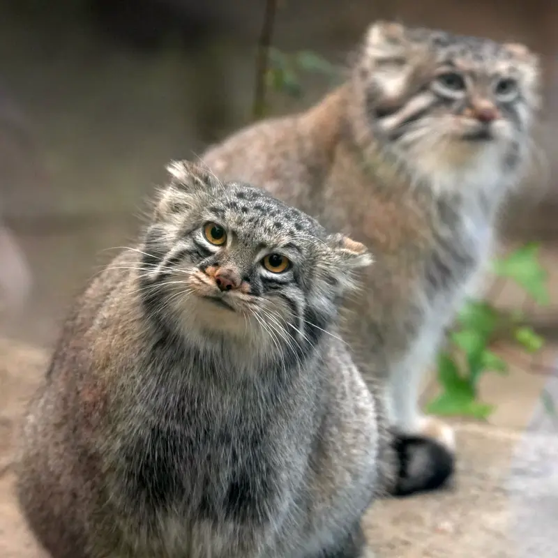 神戸どうぶつ王国のアズとメイの写真
