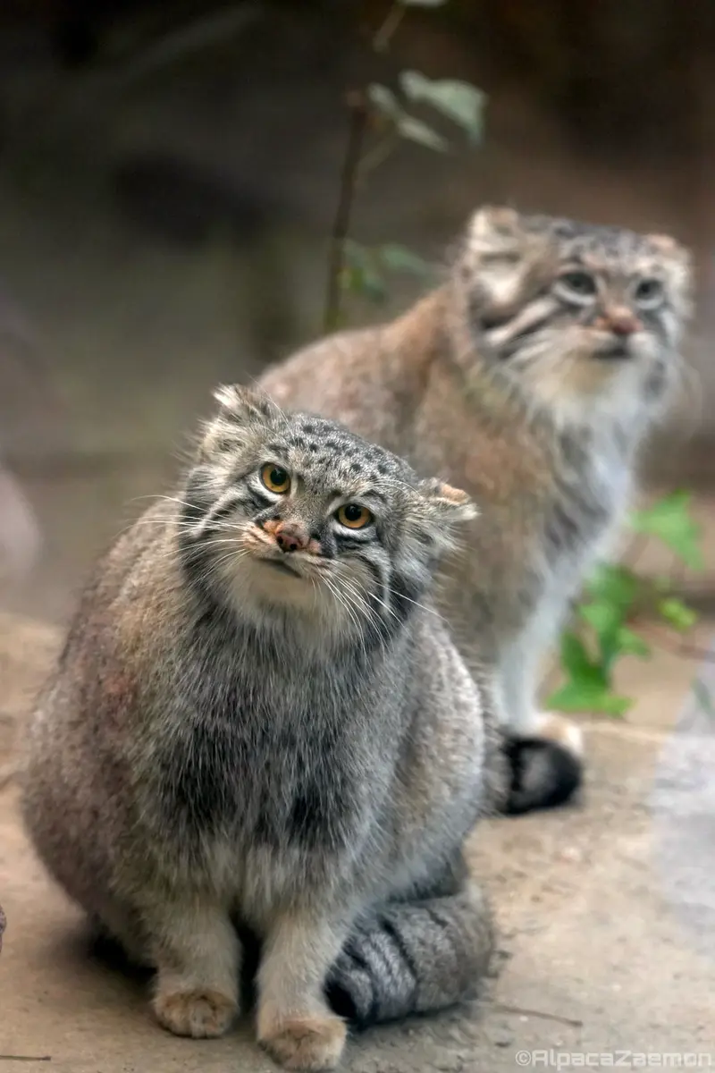 神戸どうぶつ王国のアズとメイの写真