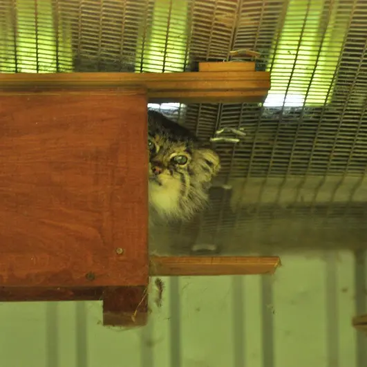 希少動物繁殖センターのサトリの写真