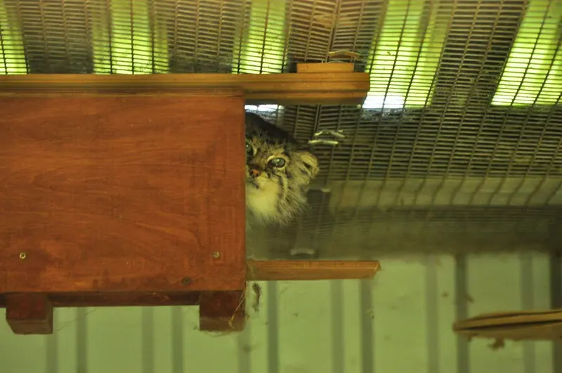希少動物繁殖センターのサトリの写真