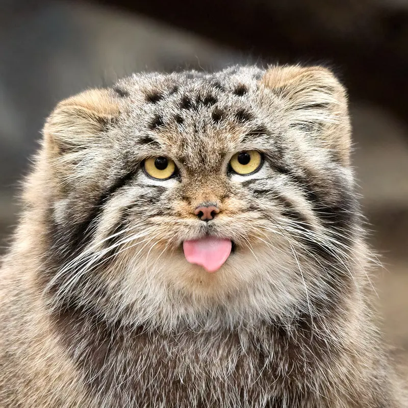 ノヴォシビルスク動物園のマヌルネコのカトゥン
