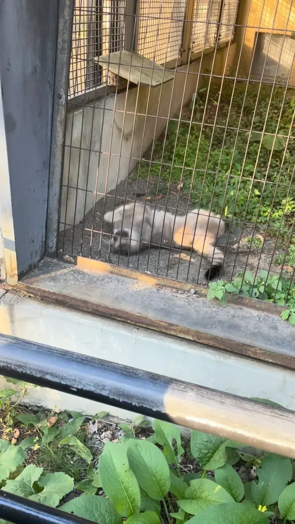 ヒデがゴロゴロ、くるんくるん！