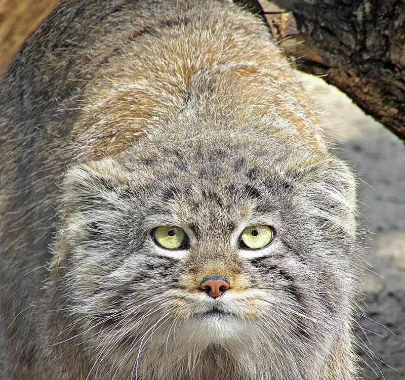 ノヴォシビルスク動物園のマヌルネコの写真