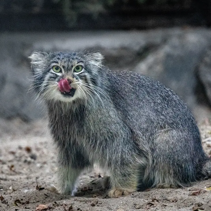 ノヴォシビルスク動物園のスネジンカの写真
