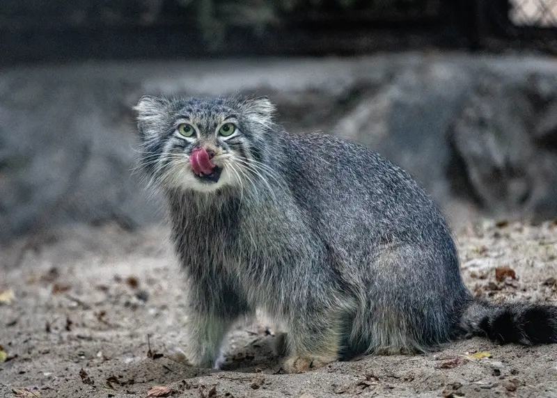 ノヴォシビルスク動物園のスネジンカの写真