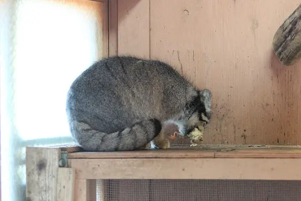 埼玉県こども動物自然公園のタビーの写真