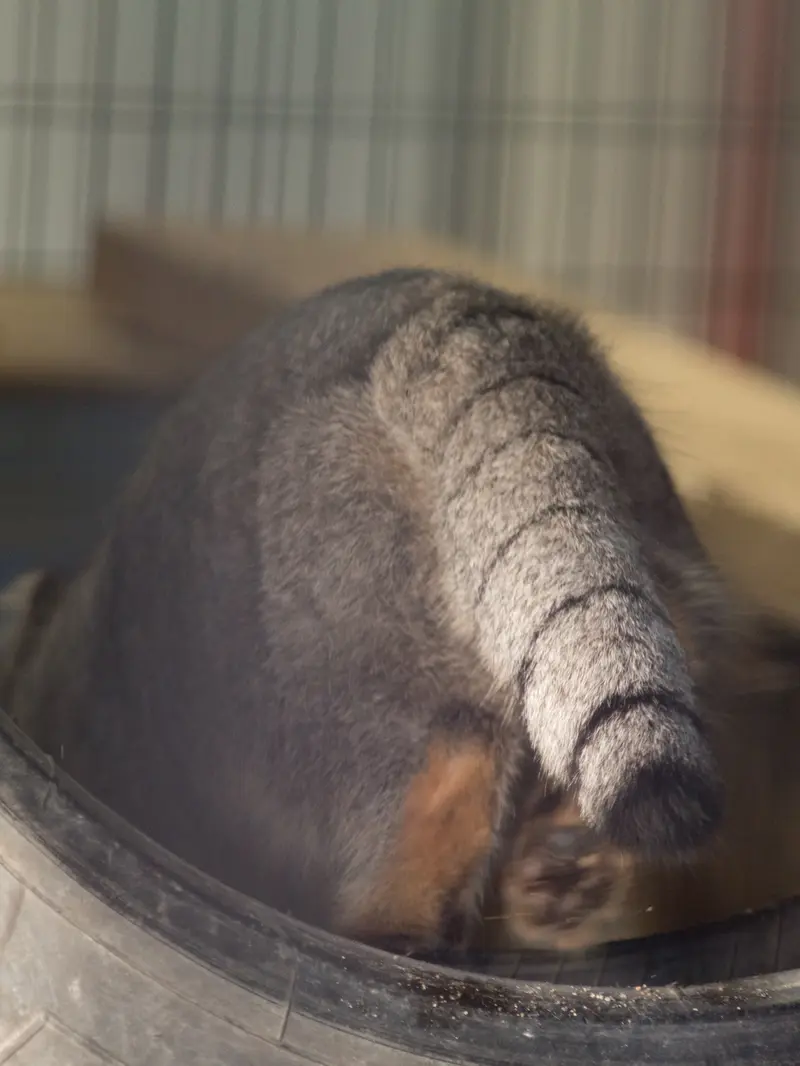 野毛山動物園のフィーガの写真