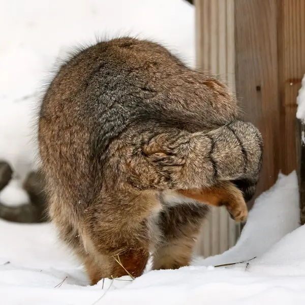 ノヴォシビルスク動物園のラストチカの写真