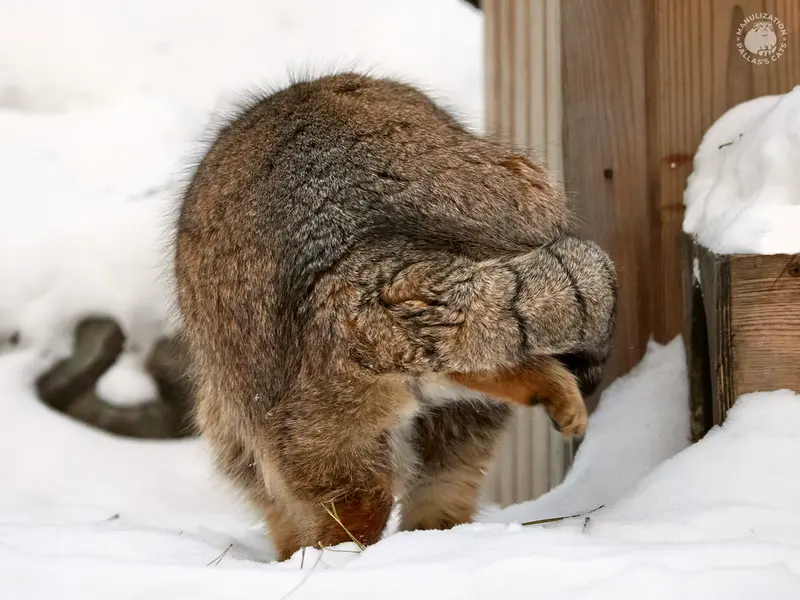 ノヴォシビルスク動物園のラストチカの写真