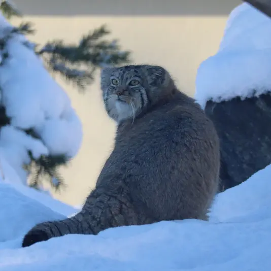 コルケアサーリ動物園のカッティ・マッティの写真