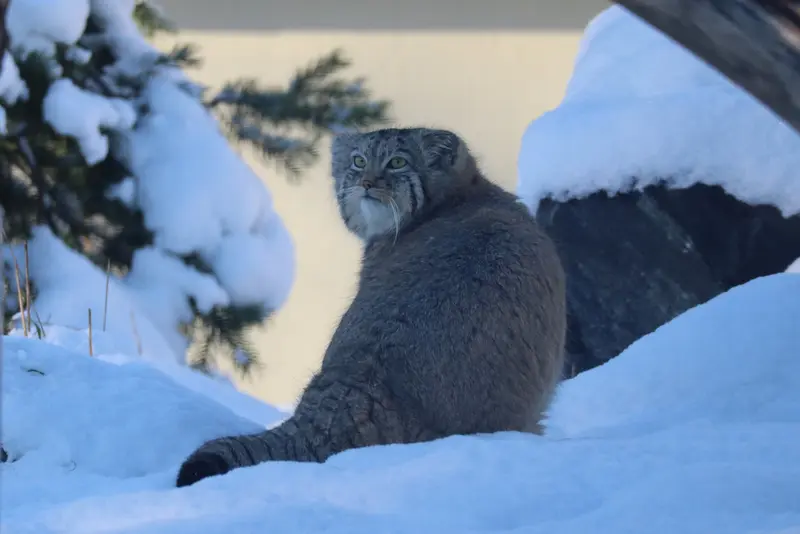 コルケアサーリ動物園のカッティ・マッティの写真