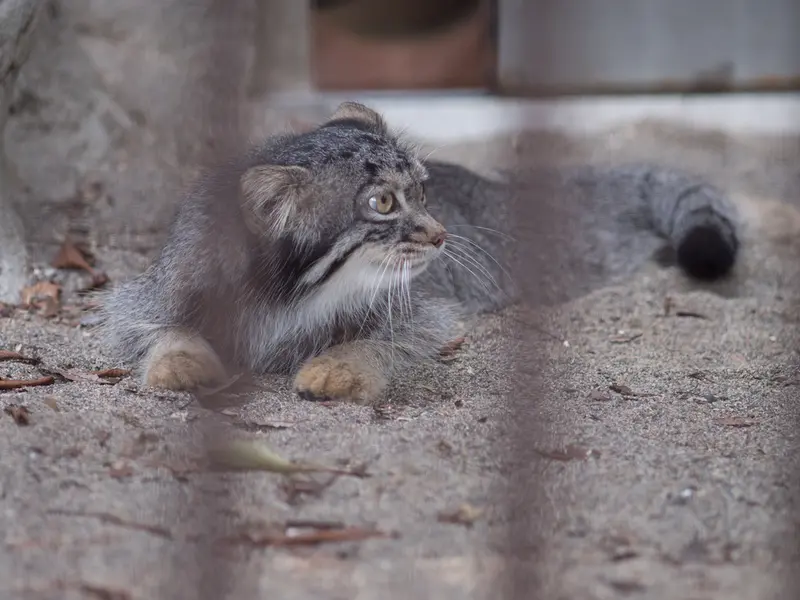 野毛山動物園のフィーガの写真
