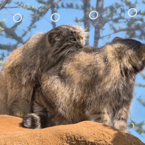 プラハ動物園のマヌルネコの写真