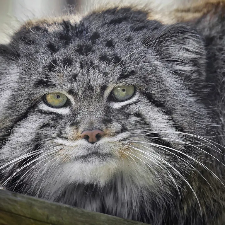 グラスレーベン動物園のディマの写真
