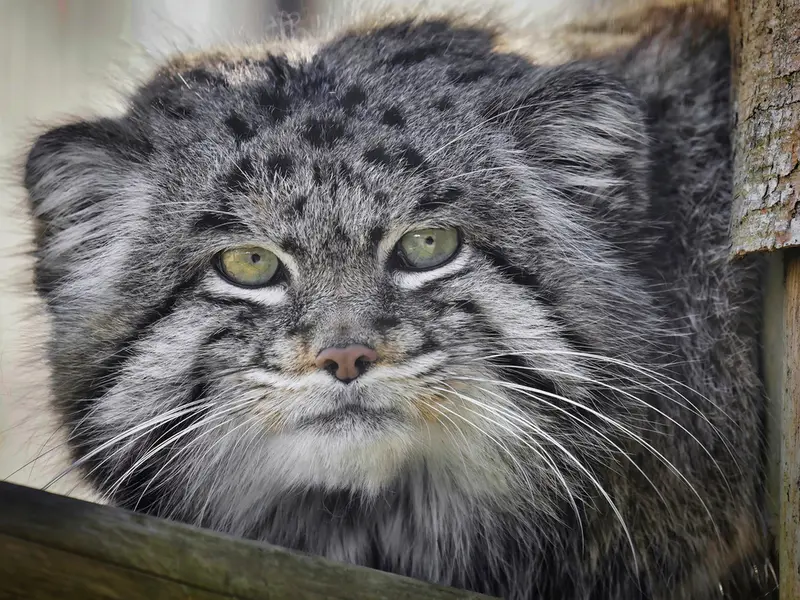グラスレーベン動物園のディマの写真