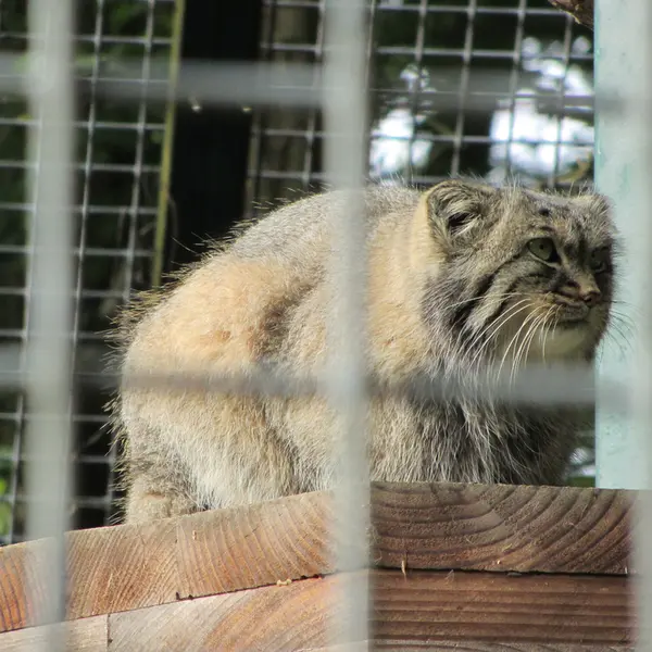 ザールブリュッケン動物園のカール・ハインツの写真