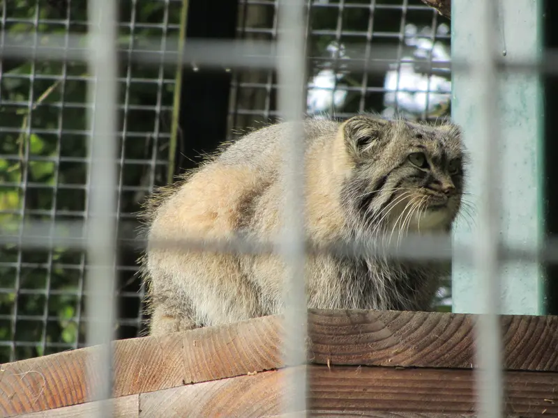 ザールブリュッケン動物園のカール・ハインツの写真
