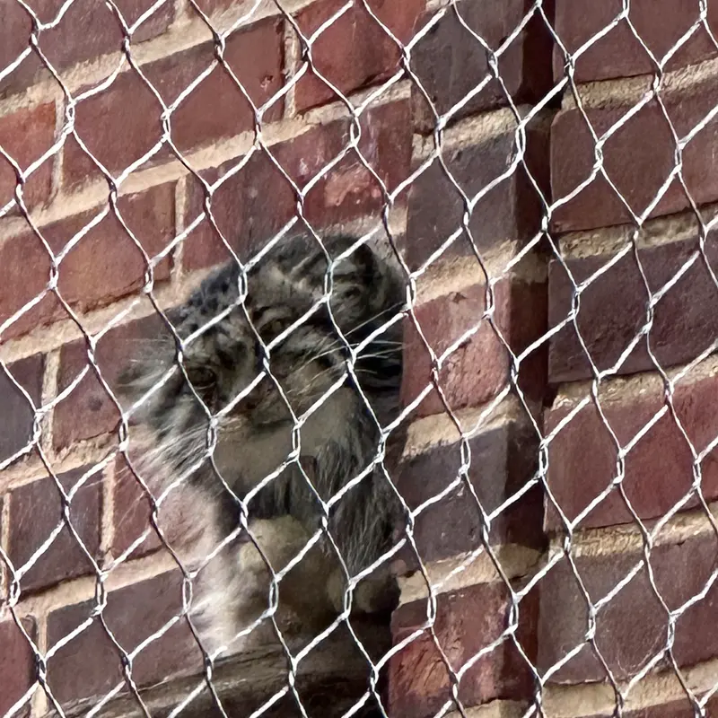 プロスペクト・パーク動物園のマヌルネコの写真