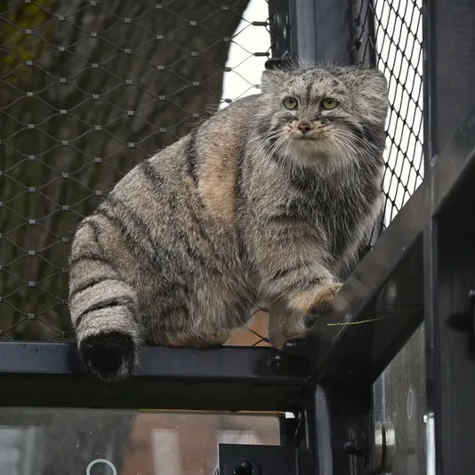 プラハ動物園のプリンセッサの写真