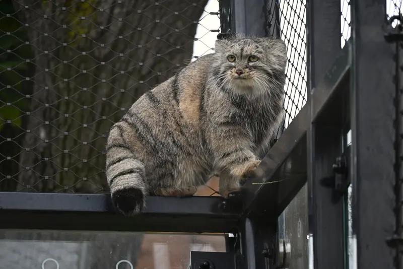 プラハ動物園のプリンセッサの写真