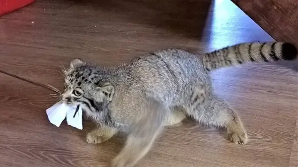 ダウルスキー保護区のダーシャの写真