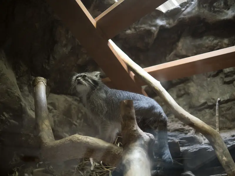 恩賜上野動物園のクリョンの写真