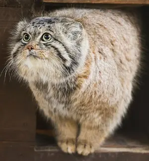 ポズナン新動物園のプルトンの写真