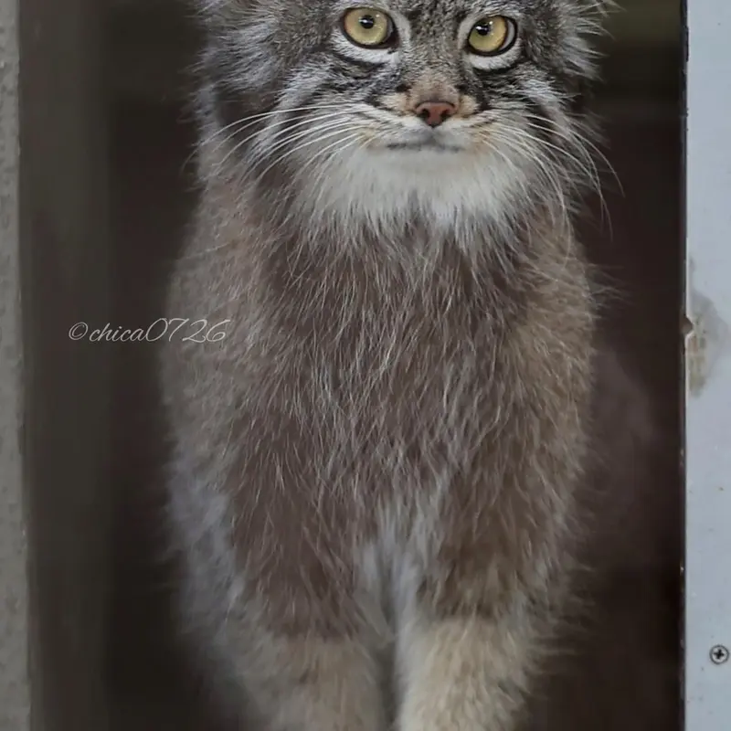野毛山動物園のフィーガの写真