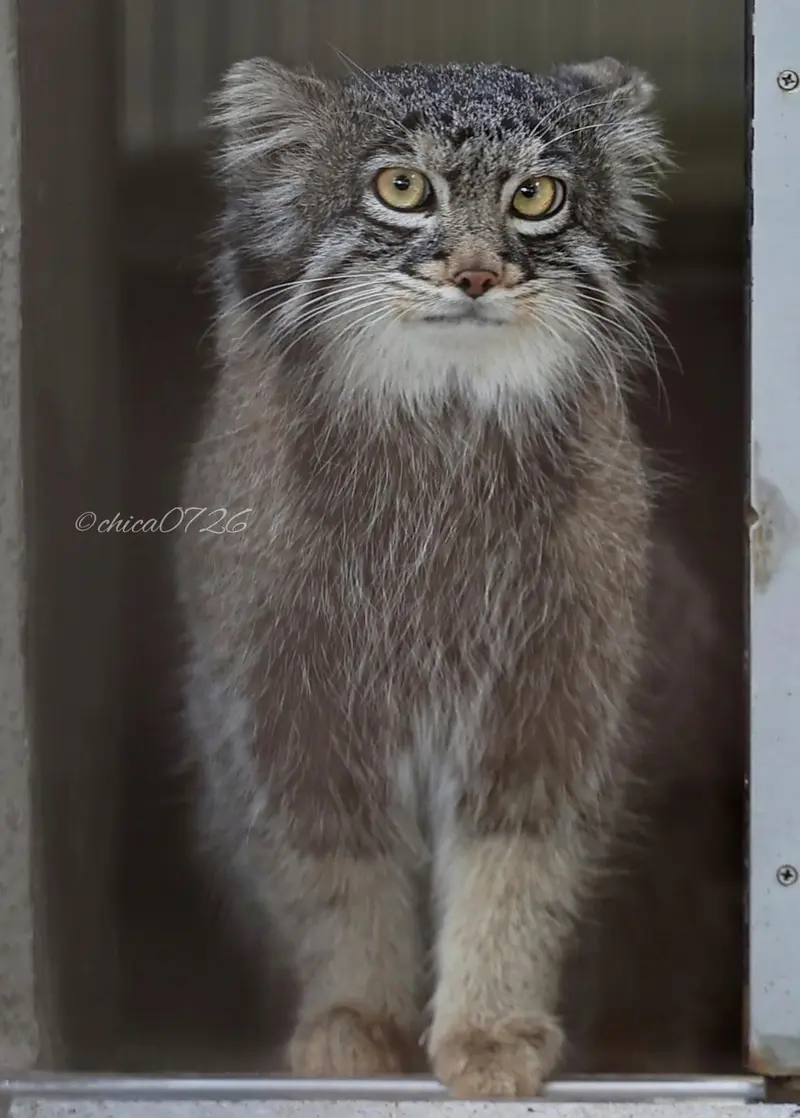 野毛山動物園のフィーガの写真