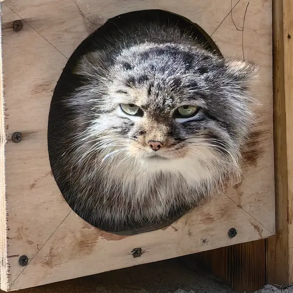 ノヴォシビルスク動物園のガビの写真
