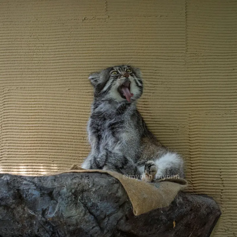 旭山動物園のグルーシャの写真