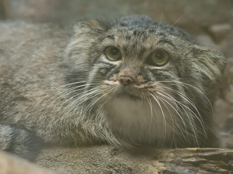 恩賜上野動物園のサフランの写真