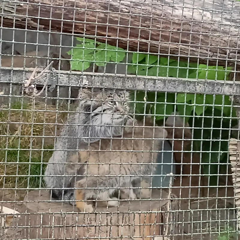 マヌルネコの写真