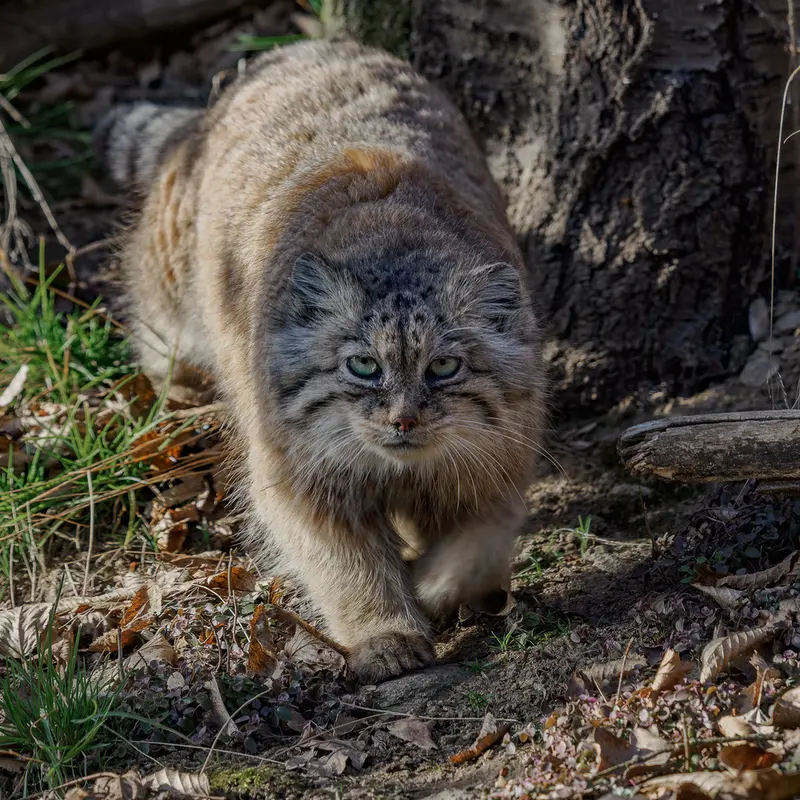 イフラヴァ動物園のルガシャの写真
