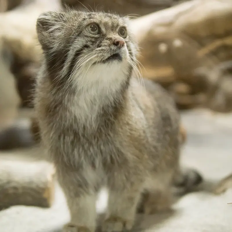 恩賜上野動物園のクリョンの写真