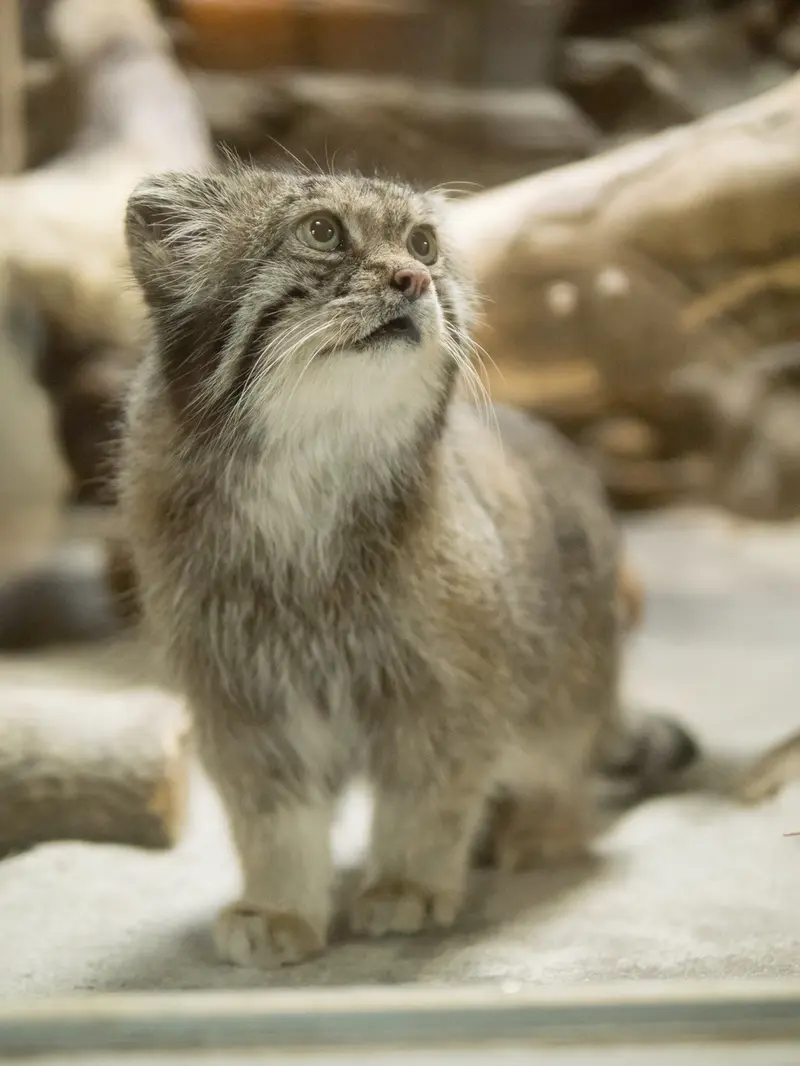 恩賜上野動物園のクリョンの写真