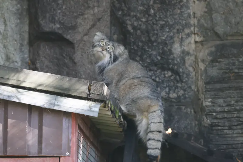 モスクワ動物園のティモフェイの写真