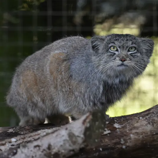 バナム動物園のハルの写真