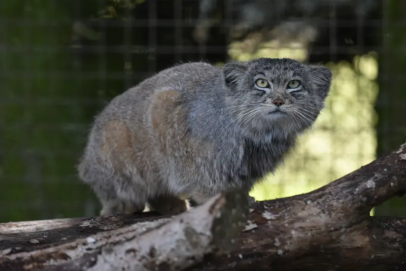 バナム動物園のハルの写真