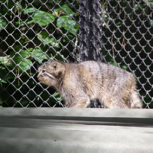 ノヴォシビルスク動物園のマヌルネコの写真