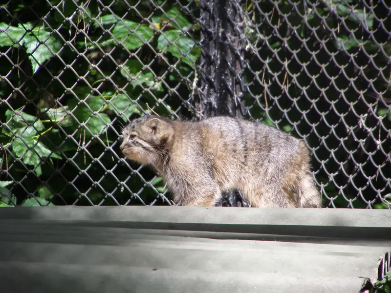 ノヴォシビルスク動物園のマヌルネコの写真