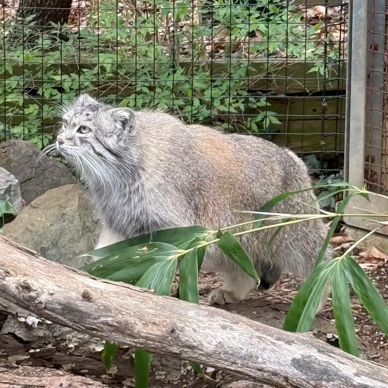 スミソニアン国立動物園のアカルの写真