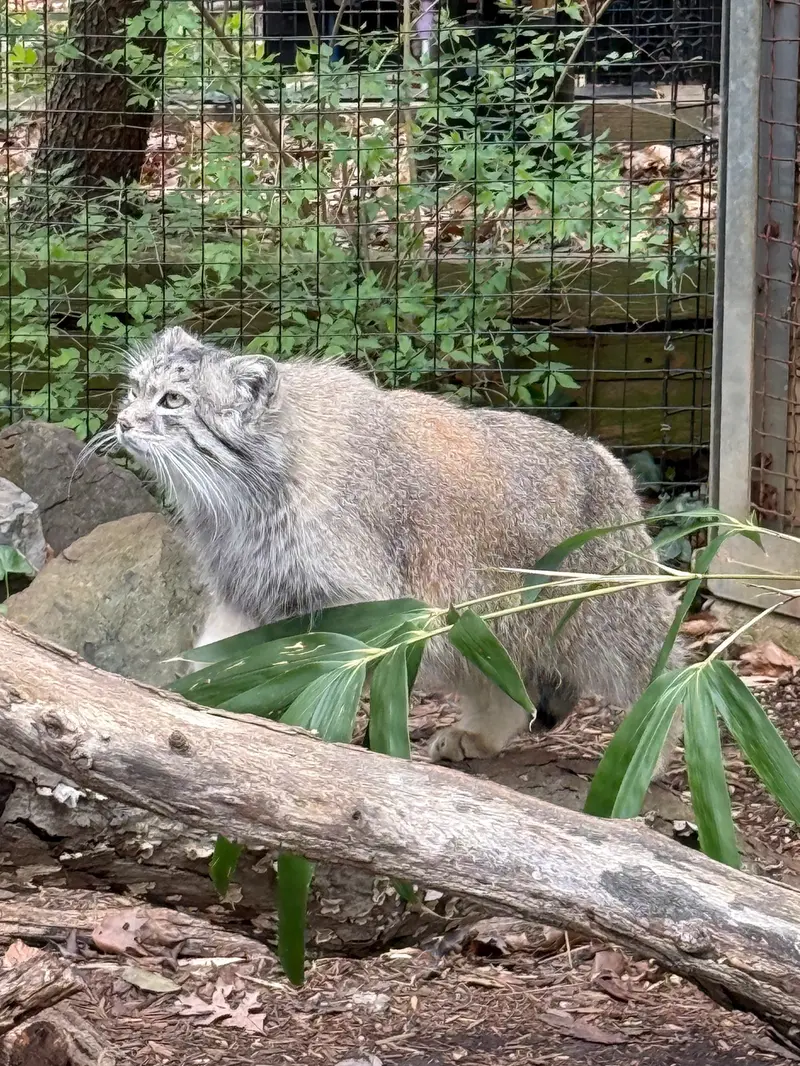 スミソニアン国立動物園のアカルの写真