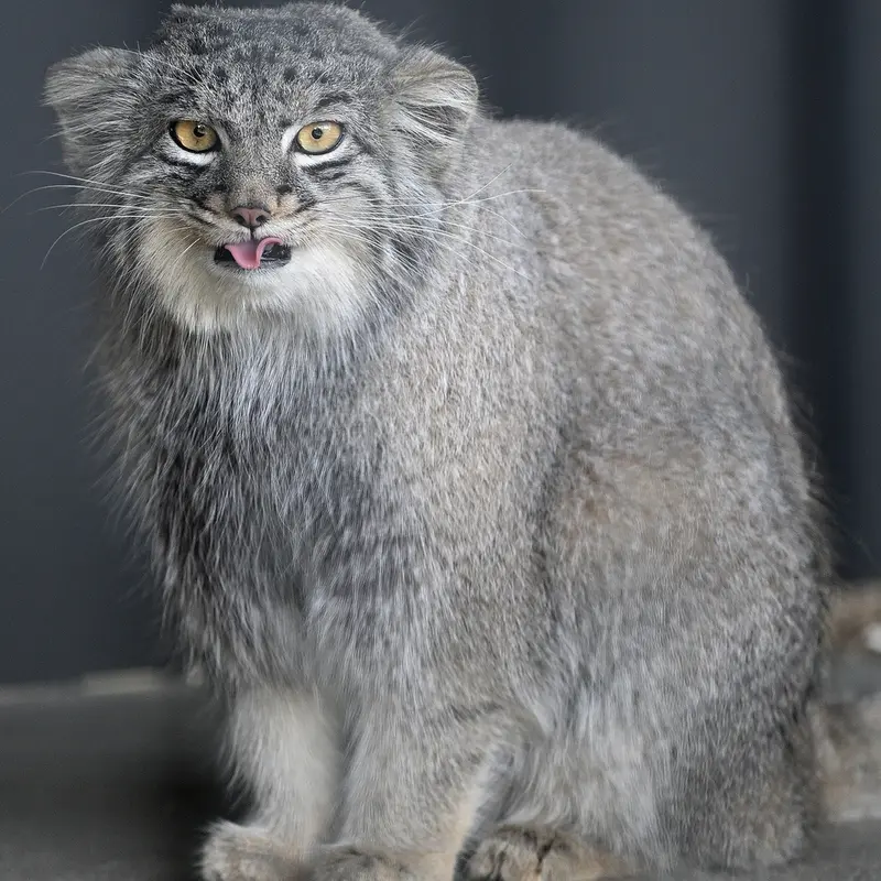 ごかつら池どうぶつパークのメイの写真