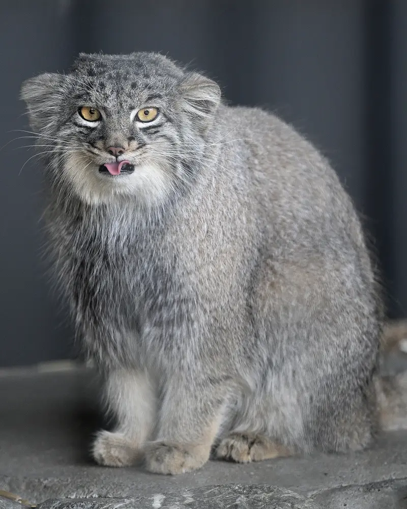 ごかつら池どうぶつパークのメイの写真