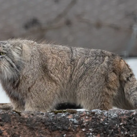 コルケアサーリ動物園のアルカスの写真