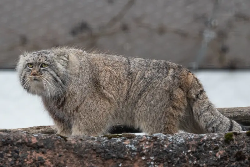 コルケアサーリ動物園のアルカスの写真