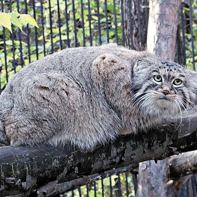 ノヴォシビルスク動物園のシェブの写真