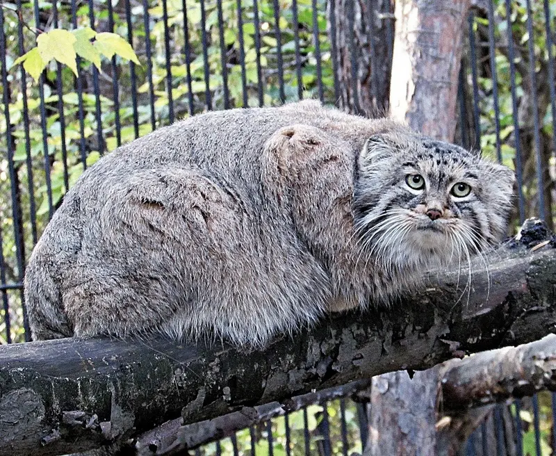 ノヴォシビルスク動物園のシェブの写真