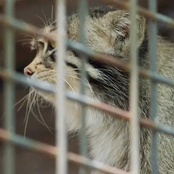 神戸市立王子動物園のマヌルネコの写真